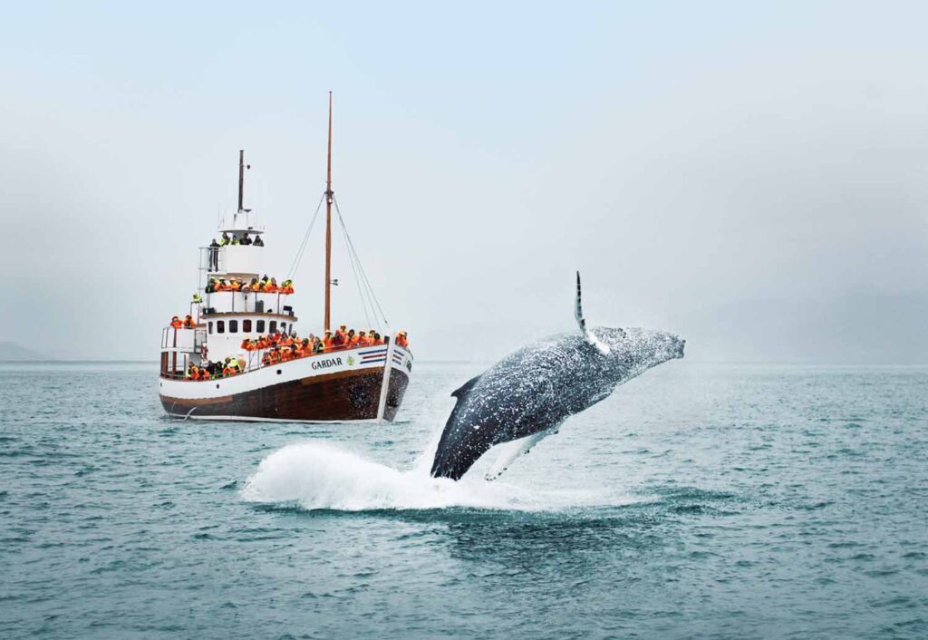 Island, Herbst, Walbeobachtung, Whale Watching