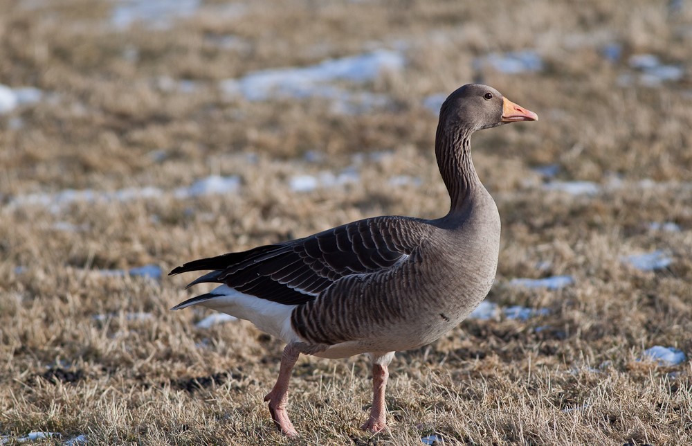 Im Frühling kehren die Zugvögel nach Island zurück, so wie unter anderem die Gänse.