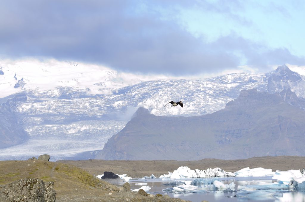Ab April kehren die Zugvögel aus ihren Winterquartieren zurück nach Island, um dort ihre Jungen zu bekommen.