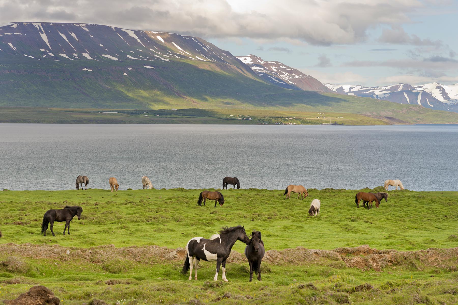 Auf Island kommt es oft vor, dass Sie friedlich grasende Pferde in der Landschaft stehen sehen.