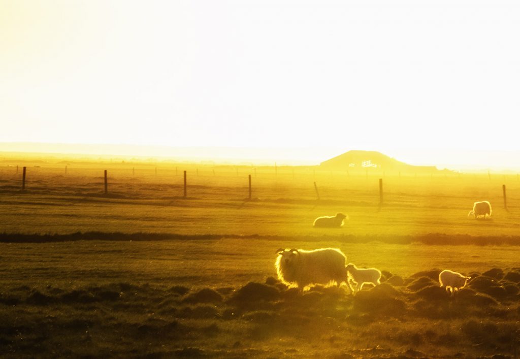 Für die Schafe in Island gehört die alljährliche Mitternachtssonne zum Alltag.