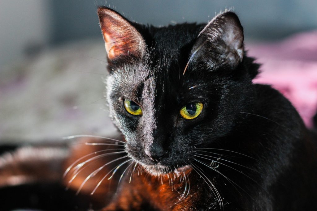böse schauende schwarze Katze
