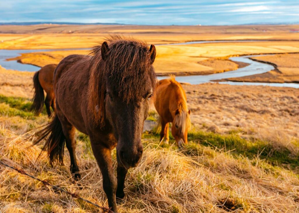 Golden Circle, Island, Islandpferde