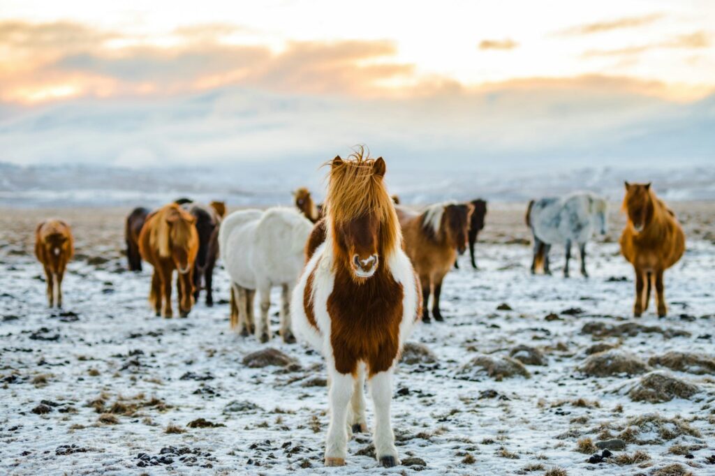 Islandpferdeherde, März, Schnee, Island