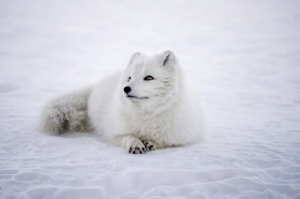 Polarfuchs, Schnee, Island