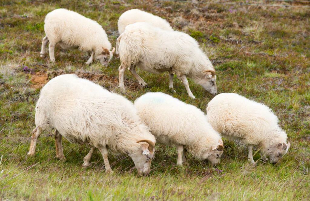 Schafe, grasen, Island