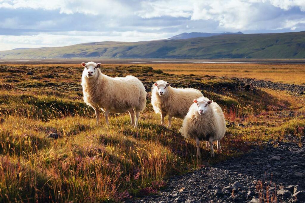 Schafe, Schafabtrieb, Island