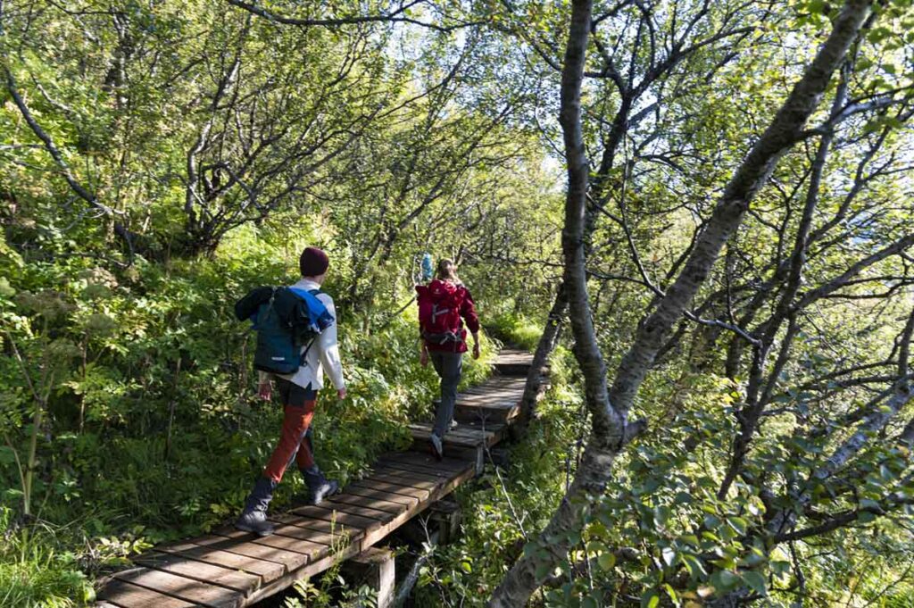 Wanderung, Vatnajökull-Nationalpark, Birkenwald, wandern, Island