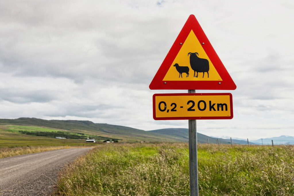 Strassenschild, Vorsicht Schafe, Island