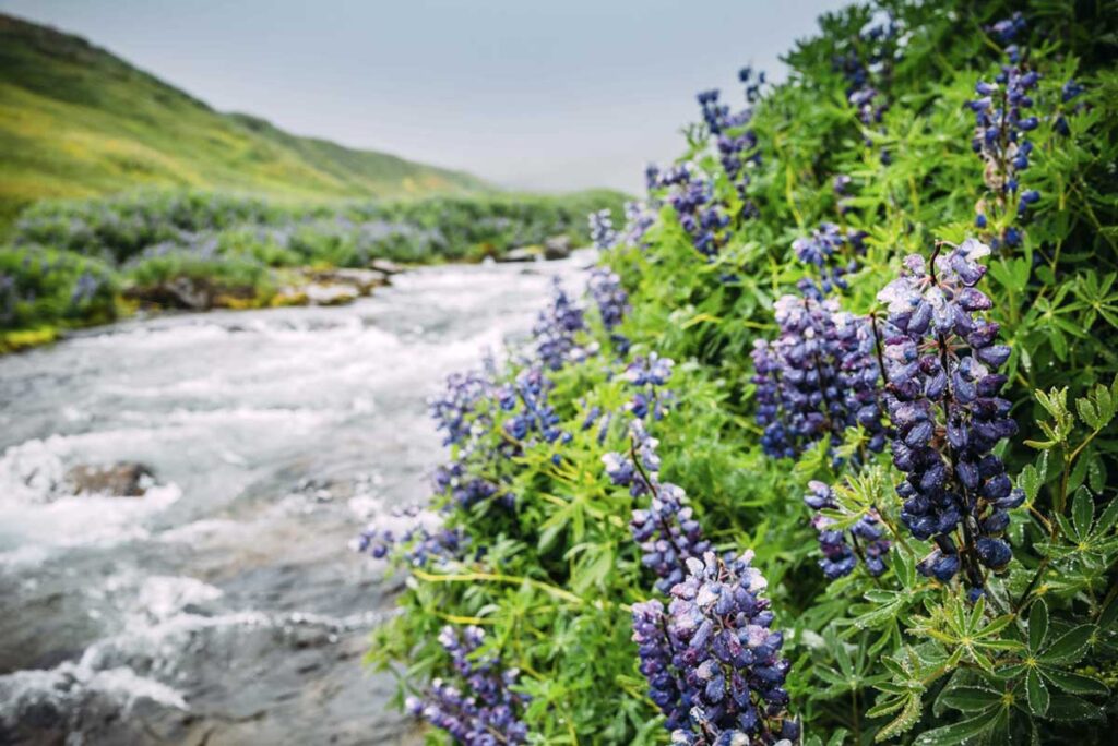 Bach, Lupinen, Tröllaskagi Halbinsel, island