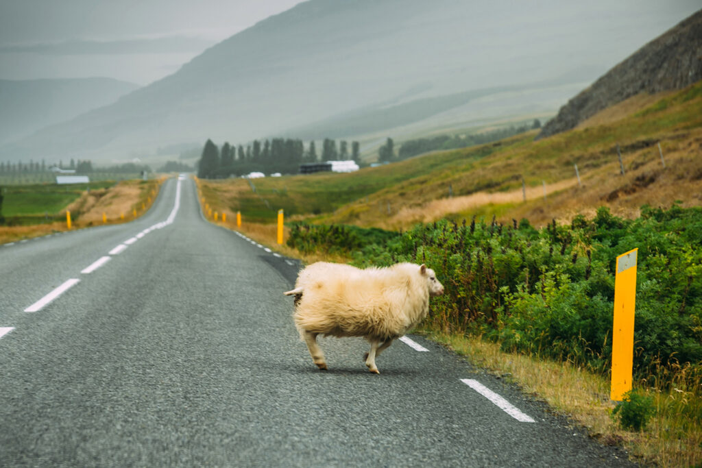 Schaf quert, Straße, Island