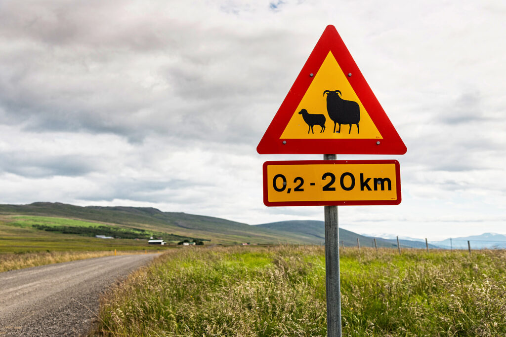 Verkehrsschild, Vorsicht Schafe, Island
