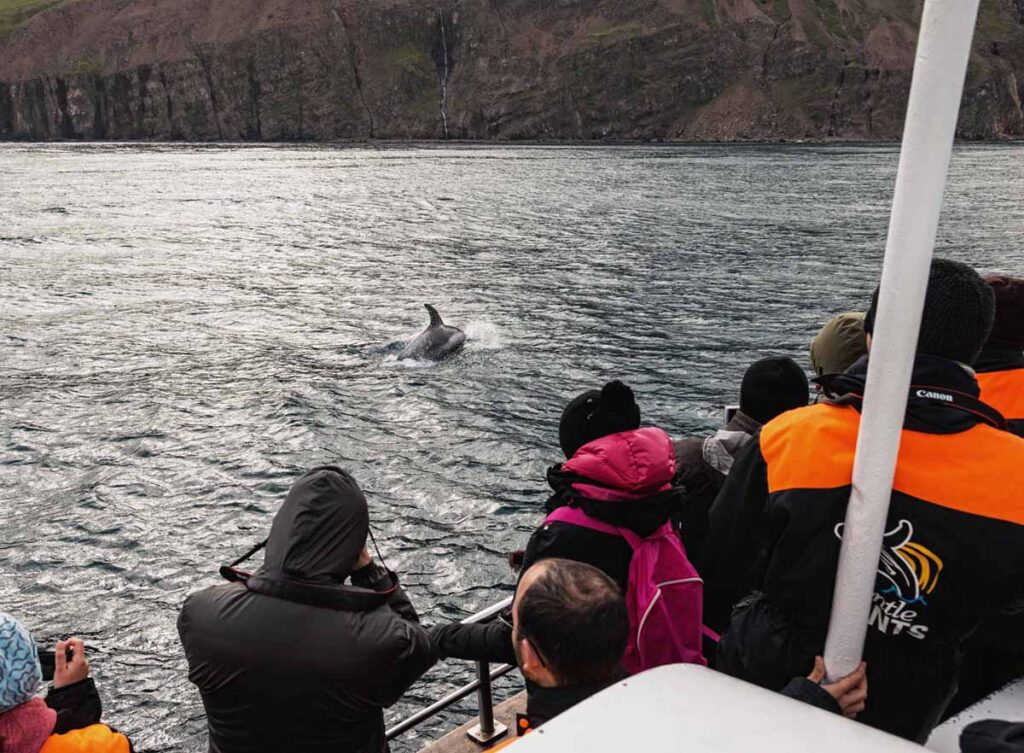 Whale watching Tour, Husavík, Oktober, Island