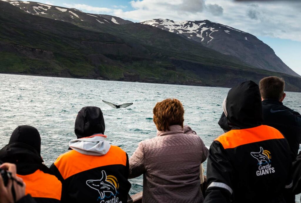 Whale Watching, Diamond Circle, Island